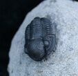 Small Gerastos Trilobite From Morocco #2079-4